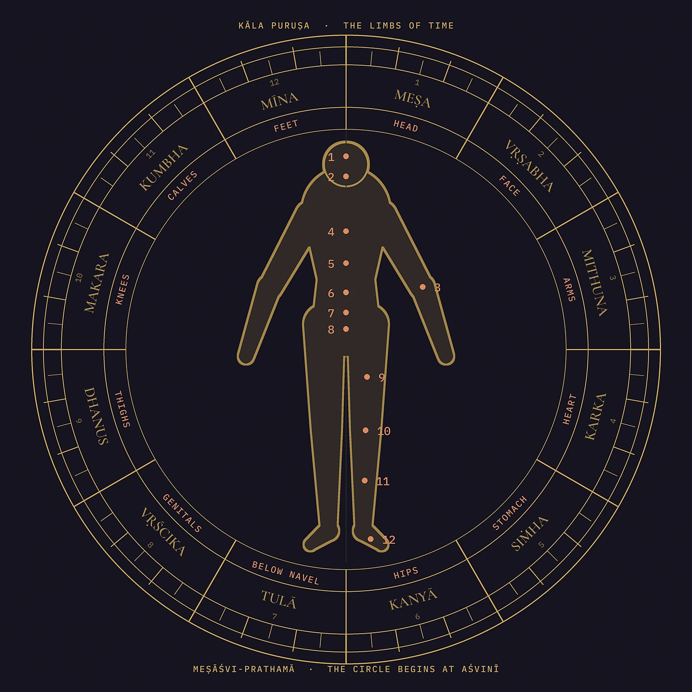 An engraved circular plate: a human figure standing at the centre of the twelve-sign zodiac, each sign named in Sanskrit with the body part it governs, numbered points marked down the body from head to feet.